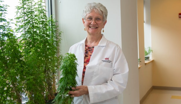 开云电竞植物粉末挽救了生命垂危的疟疾患者(图2)