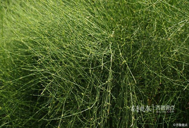 情报站呼叫壹粉！这种植物见过吗？一起猜猜看吧(图3)