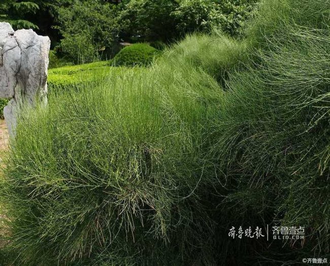 情报站呼叫壹粉！这种植物见过吗？一起猜猜看吧(图2)