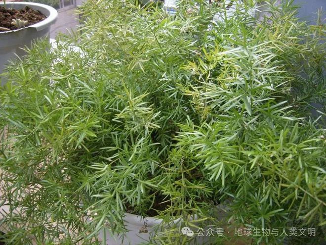 kaiyun开云电竞:【植物界全系列】天门冬目—天门冬科