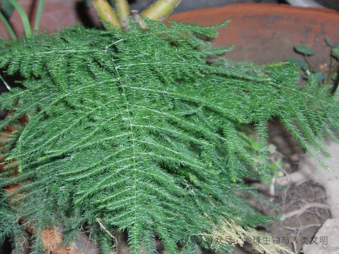 kaiyun开云电竞:【植物界全系列】天门冬目—天门冬科(图2)