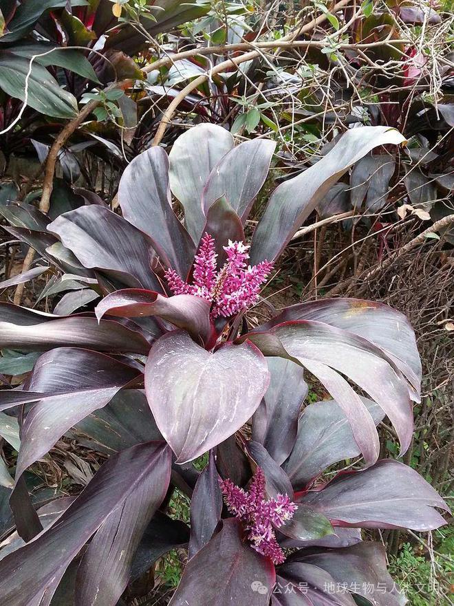 kaiyun开云电竞:【植物界全系列】天门冬目—天门冬科(图3)