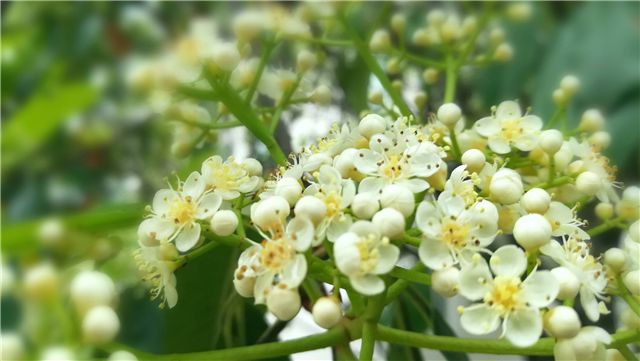 开云电竞app:这个植物叫做石薇长在悬崖上如你见到请珍惜(图3)