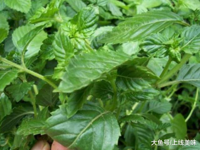 开云电竞:这种叫“仙草”的植物是制作凉粉的主要食材城里人大多不知道
