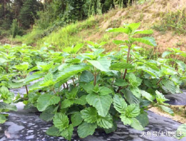 开云电竞:这种叫“仙草”的植物是制作凉粉的主要食材城里人大多不知道(图2)