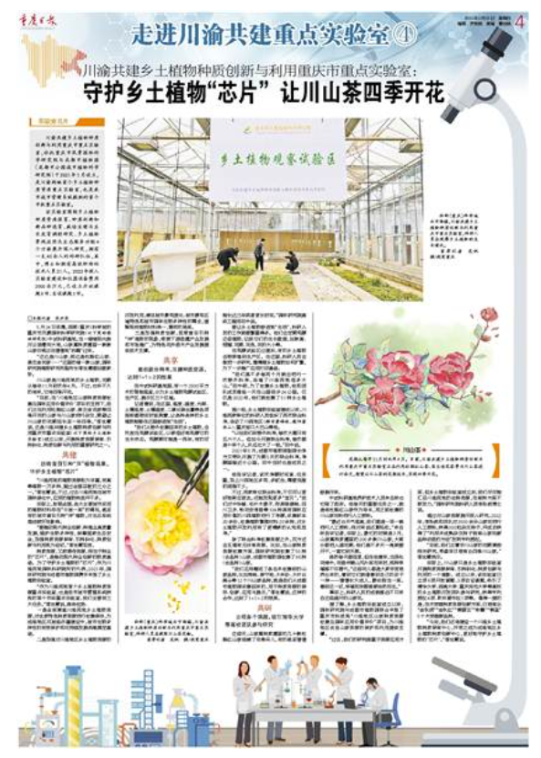 kaiyun开云电竞:川渝共建乡土植物种质创新与利用重庆市重点实验室：守护乡土植物“芯片”让川山茶四季开花