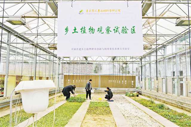 kaiyun开云电竞:川渝共建乡土植物种质创新与利用重庆市重点实验室：守护乡土植物“芯片”让川山茶四季开花(图3)