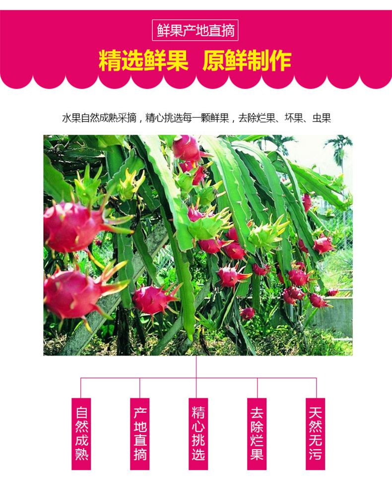 火龙果粉红心火龙果粉浓缩汁粉