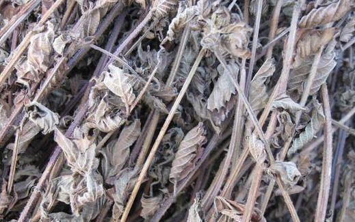 开云电竞网站:农村种植的“仙草”夏季用来做凉粉还能保健养生一斤10元(图3)