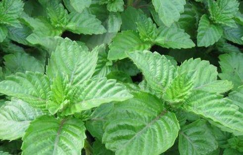 开云电竞网站:农村种植的“仙草”夏季用来做凉粉还能保健养生一斤10元