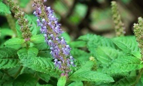 开云电竞网站:农村种植的“仙草”夏季用来做凉粉还能保健养生一斤10元(图2)