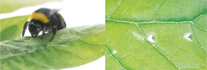 开云电竞网站:“辣手摧花”：熊蜂咬破树叶可促使植物提前开花(图4)