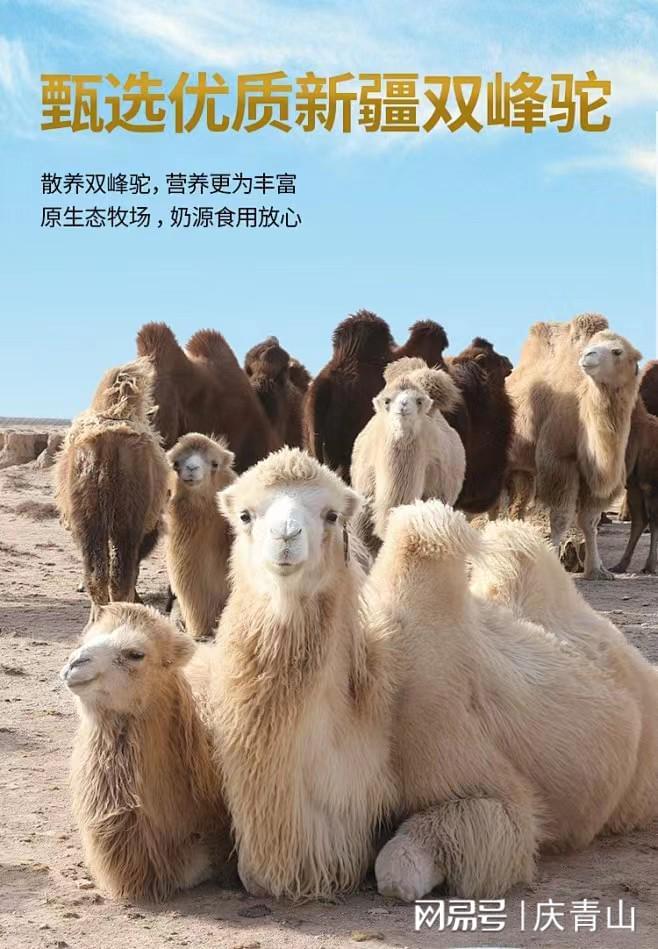 驼奶粉哪个品牌最好挑选驼奶粉的品牌秘诀(图5)