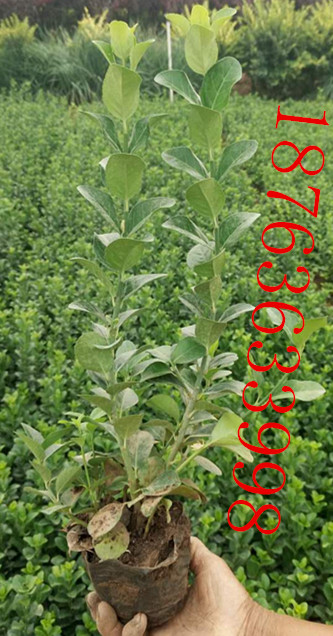 河北保定爬藤植物粉黛乱子草(图3)
