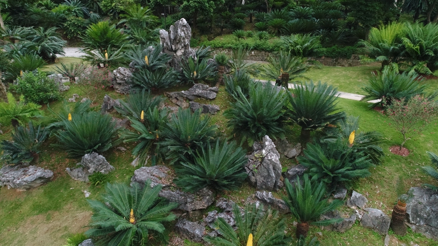 用植物讲述深圳故事