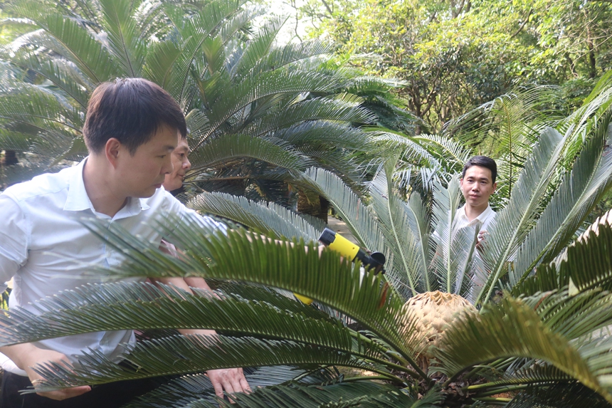 用植物讲述深圳故事(图2)