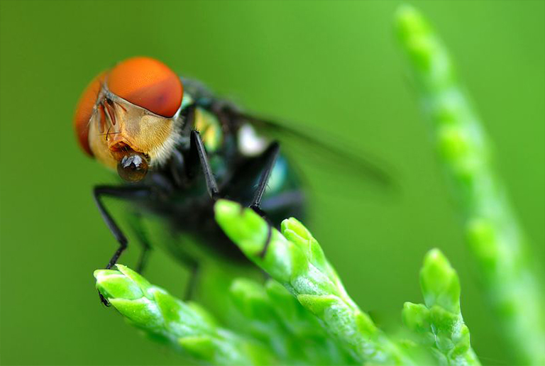 开云电竞网站:7种不蜜蜂或蝴蝶的昆虫传粉者(图3)