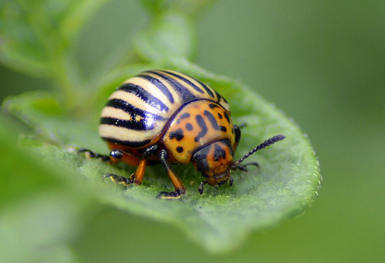 开云电竞网站:7种不蜜蜂或蝴蝶的昆虫传粉者(图7)