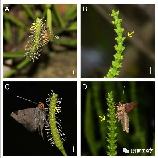 ECOLOGY“蜜蜂也吃霸王餐”龚燕兵课题组揭示蜜蜂盗粉对裸子植物的生态演化影响(图2)