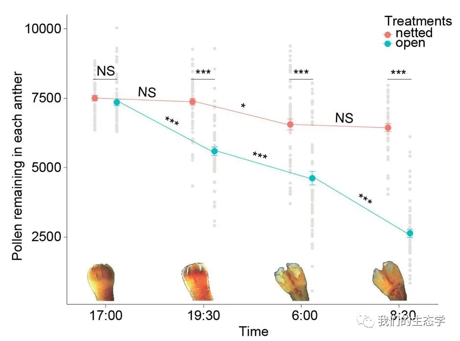 ECOLOGY“蜜蜂也吃霸王餐”龚燕兵课题组揭示蜜蜂盗粉对裸子植物的生态演化影响(图3)