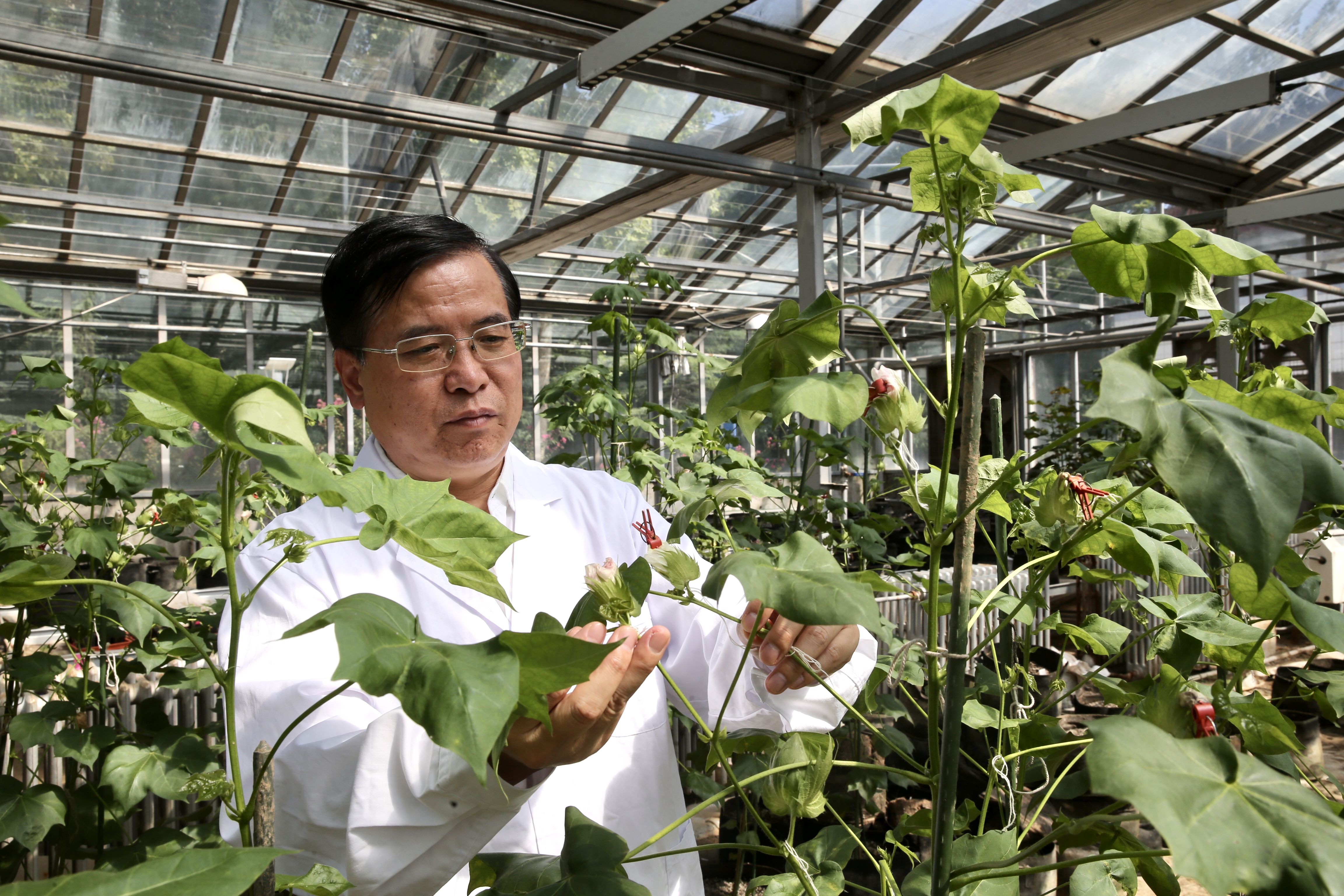 kaiyun开云电竞:成功培育粉红色棉花基因工程方法助力多彩棉花的实现