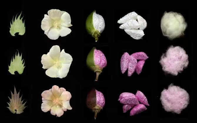 kaiyun开云电竞:成功培育粉红色棉花基因工程方法助力多彩棉花的实现(图2)