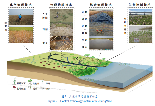 开云电竞:入侵植物互花米草防治：理念、技术与实践(图2)