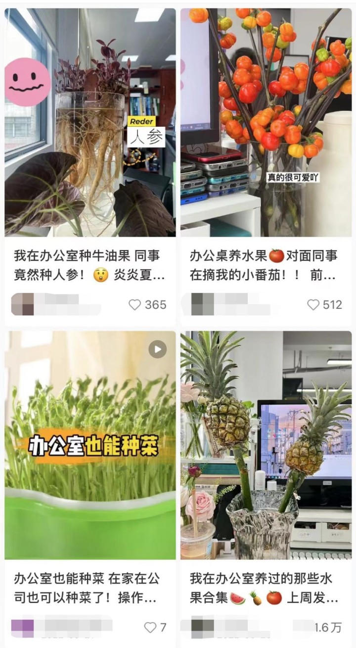 kaiyun开云电竞:这届年轻人“办公室种菜”上瘾！营养土销量暴涨网友：“买土”让我“吃土”