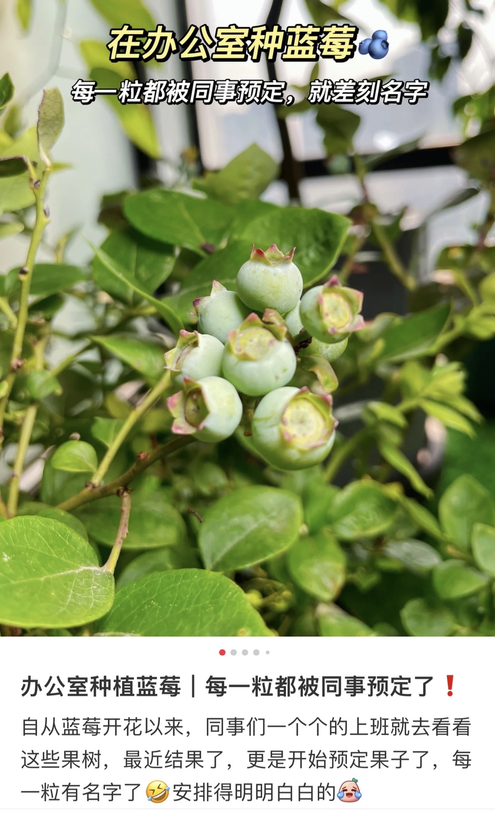 kaiyun开云电竞:这届年轻人“办公室种菜”上瘾！营养土销量暴涨网友：“买土”让我“吃土”(图3)