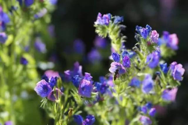 开云电竞好物推荐紫大麦植物粉：简单一勺养颜美容、抗辐射、抗氧化