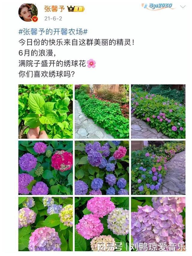 开云电竞张馨予晒出家居生活凭一菜园子圈粉百万网友：一看就不是摆拍(图4)