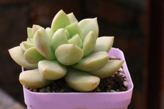 kaiyun开云电竞:多肉怎么授粉哪些多肉可以自花授粉(图5)