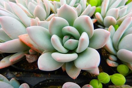 kaiyun开云电竞:多肉怎么授粉哪些多肉可以自花授粉(图7)