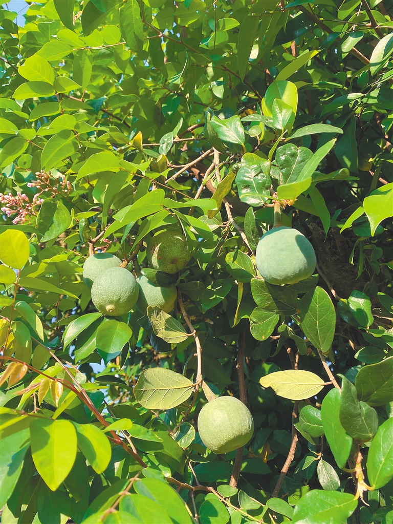 薜荔凉粉：来自树上的果冻(图3)