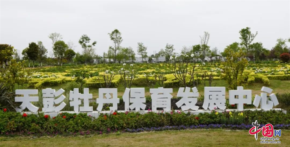 开云电竞:正式签约！科技赋能擦亮“天彭牡丹”名片(图2)