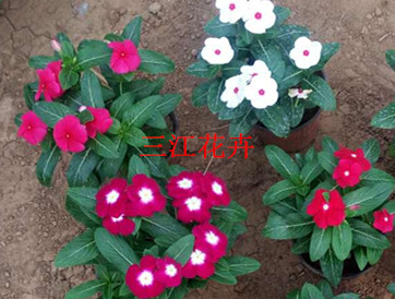 kaiyun开云电竞:盆栽粉花蔷薇(图2)