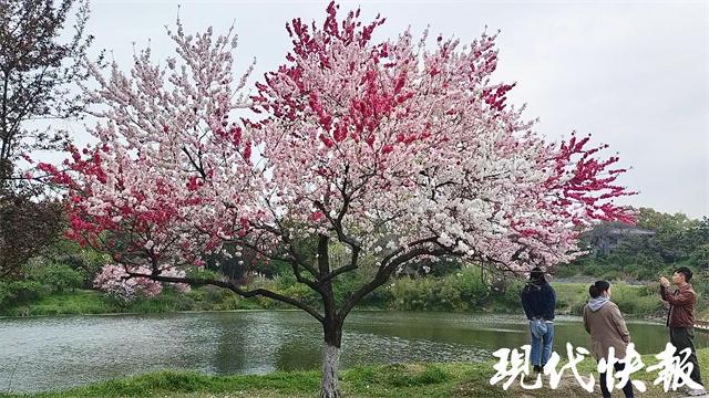 开云电竞网站:“一树四色”的桃花见过吗？原来这是“跳枝”现象