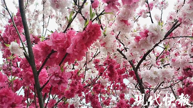 开云电竞网站:“一树四色”的桃花见过吗？原来这是“跳枝”现象(图2)