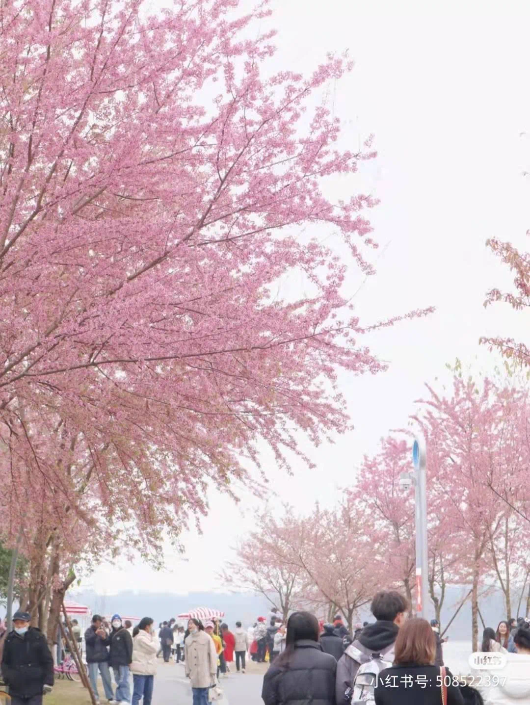 这个周末相约青龙湖!火炬观景台新地标已然矗立(图8)