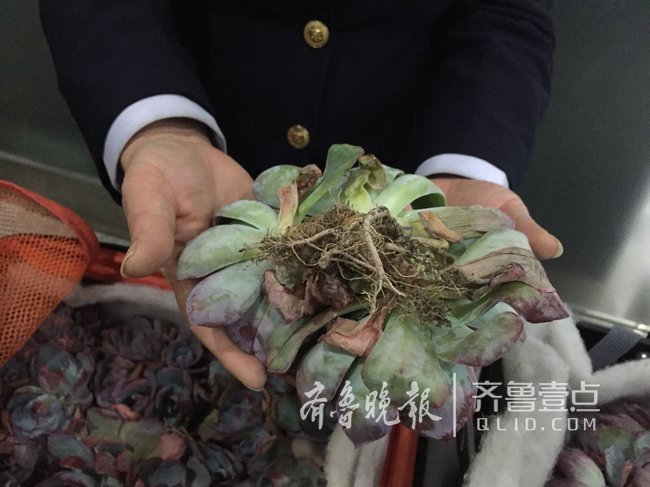 青岛空港口岸截获200余株多肉销毁18公斤蓝粉台阁