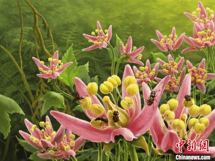 开云电竞:1亿年前缅甸琥珀中现“花香”甲虫粪便揭秘新传粉方式(图2)
