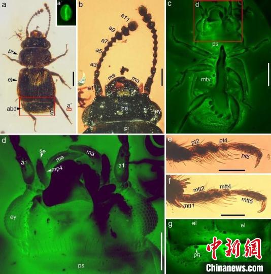 开云电竞:1亿年前缅甸琥珀中现“花香”甲虫粪便揭秘新传粉方式