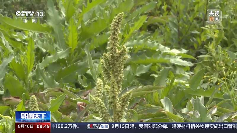 开云电竞:北方秋季花粉过敏原有哪些如何防护？