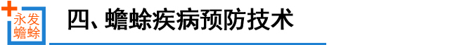 蟾蜍养殖技术大全开云电竞(图2)