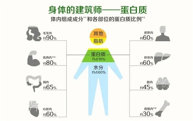 抵抗力差？老年人吃什么增强抵抗力和免疫力蛋白粉的功效与作用(图2)