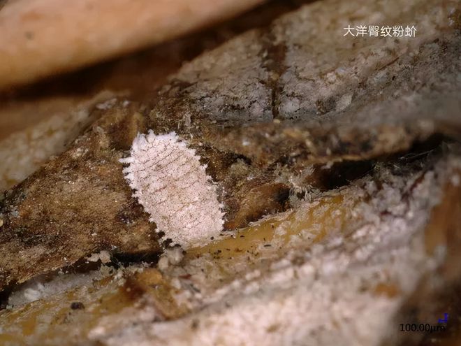 开云电竞入口:发现有害生物!这两种水果暂停输入大陆…
