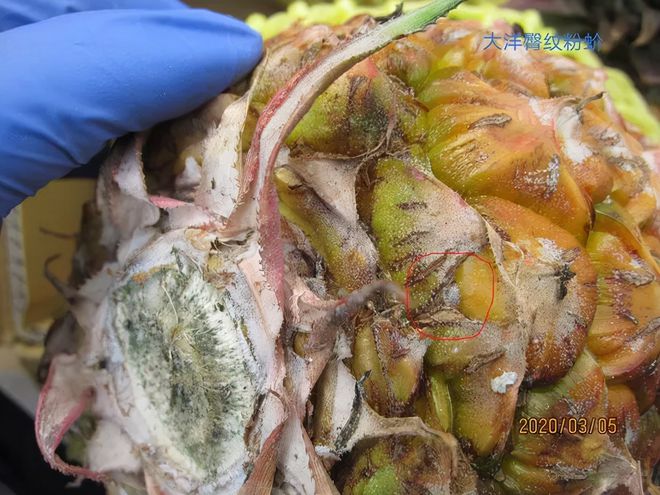 开云电竞入口:发现有害生物！这两种水果暂停输入大陆…(图2)