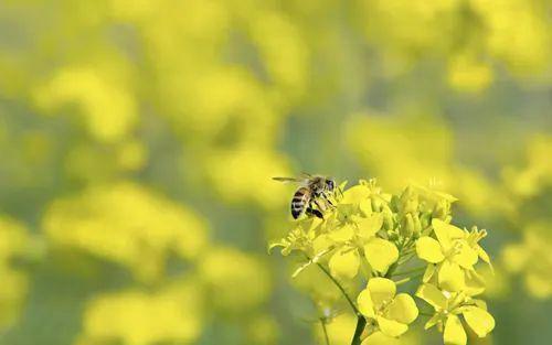 蜜蜂的生态角色与重要性(图6)