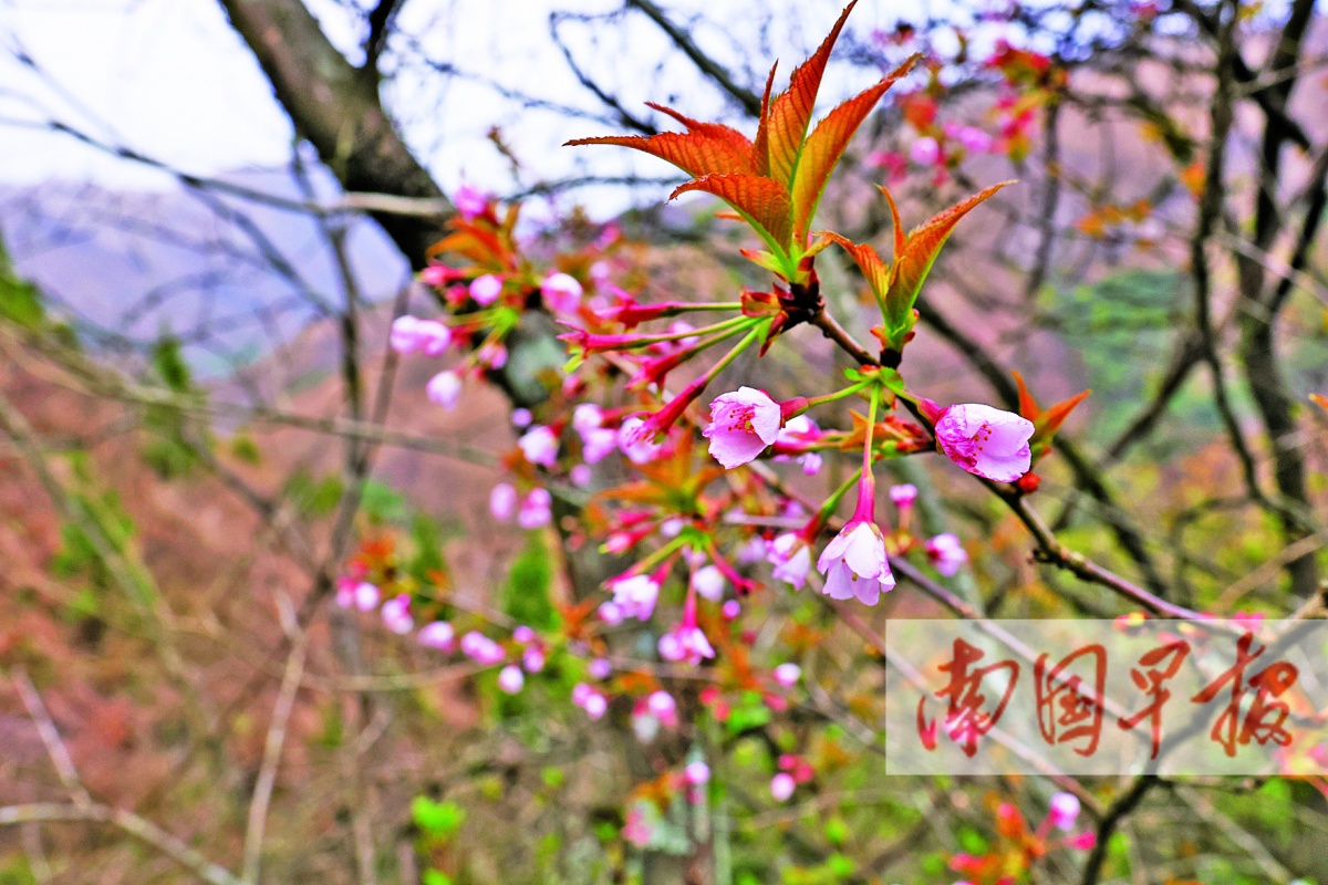 好用、好看、好吃……广西这些神奇植物用途真不少(图2)