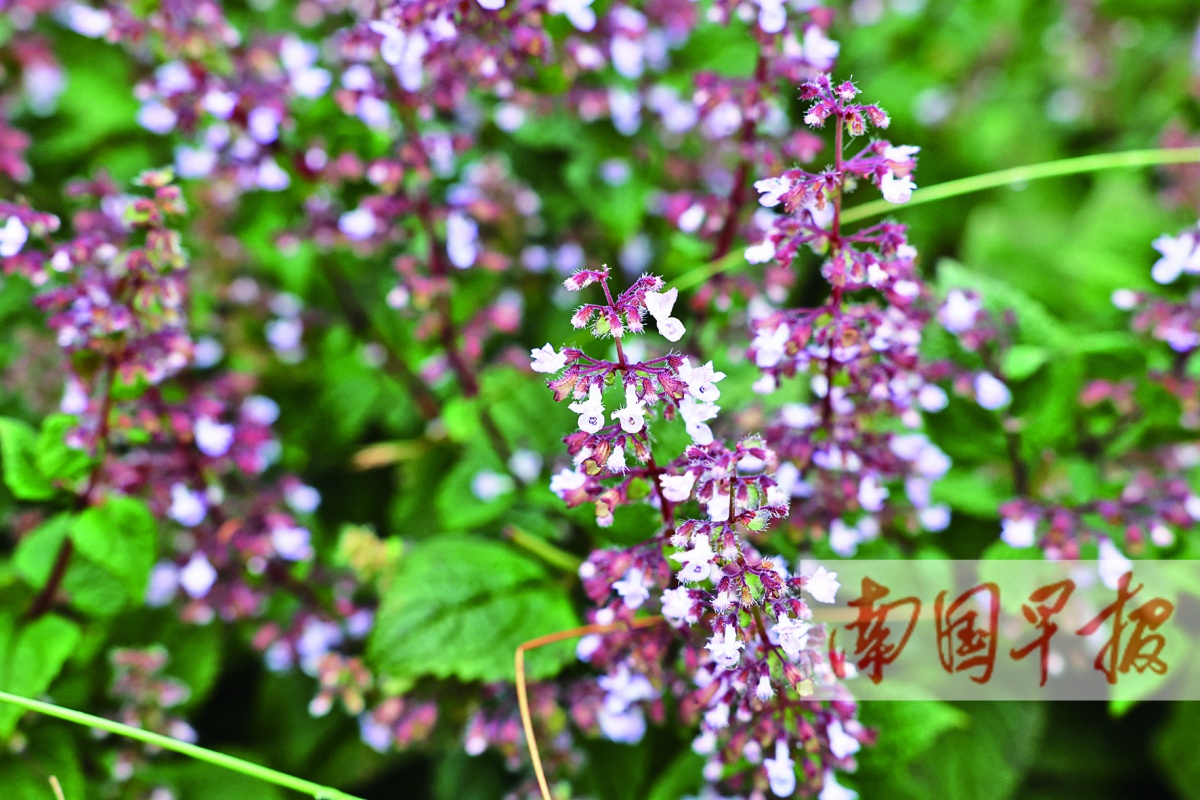 好用、好看、好吃……广西这些神奇植物用途真不少